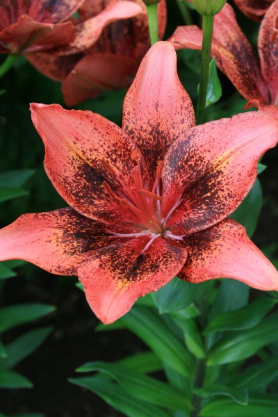 lily bulb Passion Dance