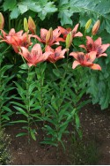 lily bulb Passion Dance