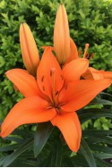 lily bulb Sandor