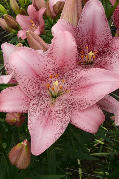 lily bulb Sweet Sugar