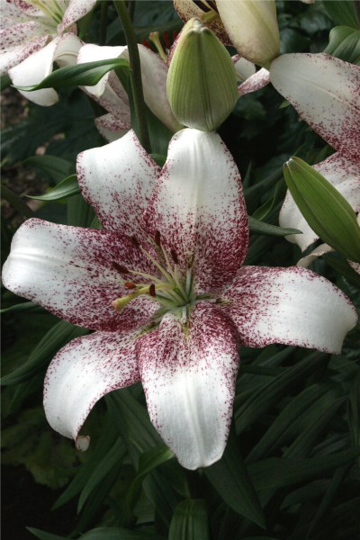 lily bulb Sweet Zanica