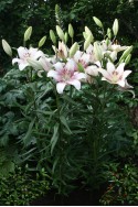 lily bulb Sweet Zanica