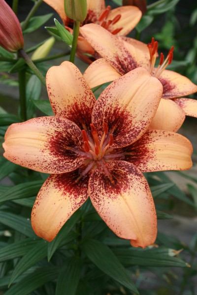 lily bulb Tigershark