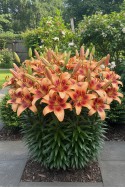 lily bulb Tigershark
