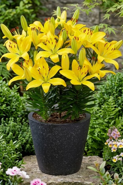 lily bulb Golden Matrix
