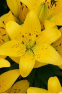 lily bulb Golden Matrix