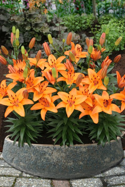 lily bulb Abbevilles Pride