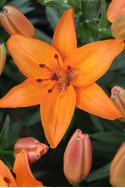 lily bulb Abbevilles Pride