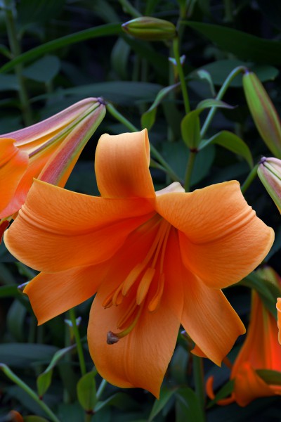 lily bulb African Queen