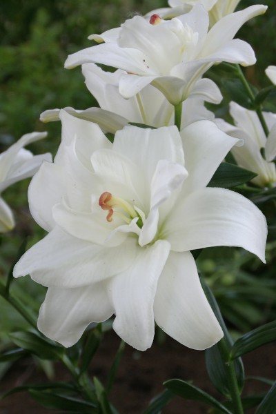 lily bulb Annemaries Dream