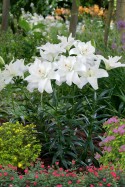 lily bulb Annemaries Dream