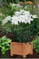 lily bulb Annemaries Dream