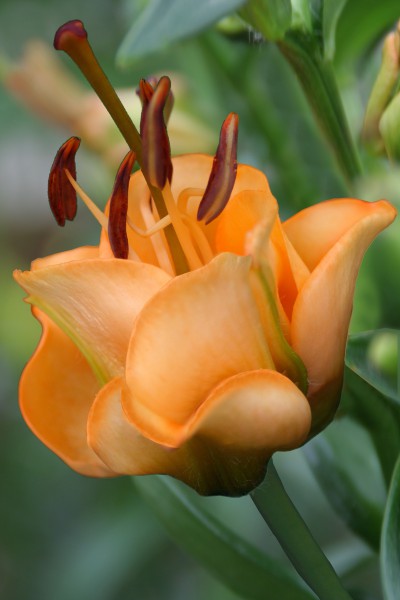 lily bulb Apricot Fudge