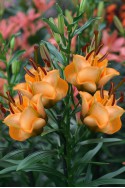 lily bulb Apricot Fudge