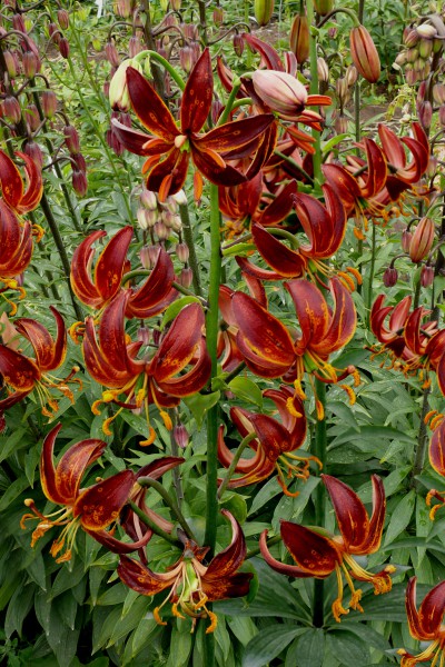 Arabian Knight 5 lilly bulbs