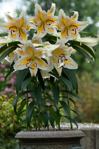 lily bulb Auratum (Gold Band)