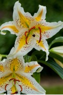 lily bulb Auratum (Gold Band)