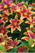 lily bulb Avalon Sunset