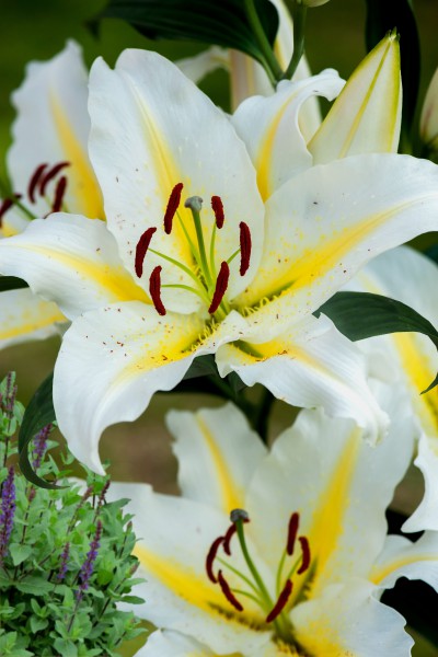 lily bulb Baferrari