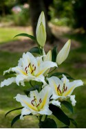 lily bulb Baferrari