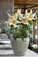 lily bulb Baferrari