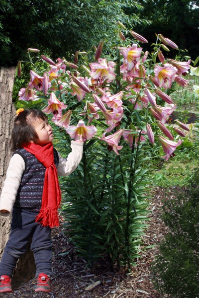 Beijing Moon 5 lilly bulbs