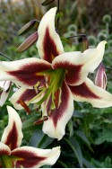 lily bulb Beverly Dreams