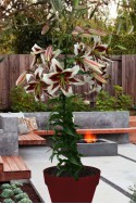 lily bulb Beverly Dreams
