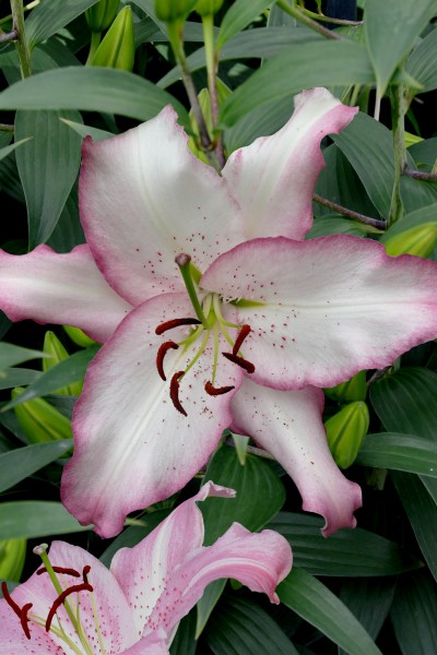 lily bulb Brasilia