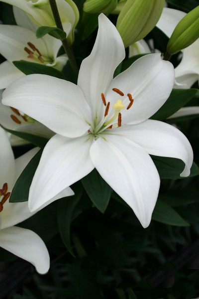 lily bulb Bright Diamond