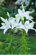 lily bulb Bright Diamond