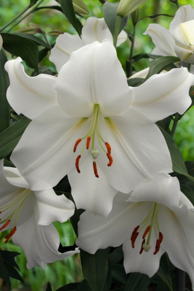 lily bulb Casa Blanca