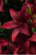 lily bulb Cavoli