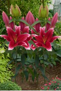 lily bulb Chartwell