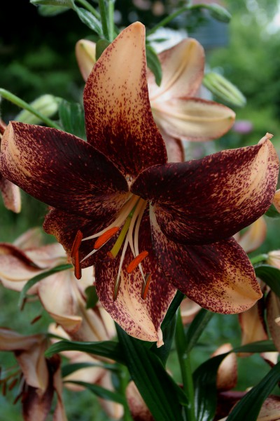lily bulb Chocolate Event
