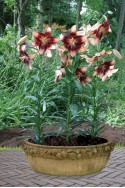 lily bulb Chocolate Event