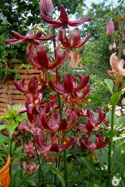 Claude Shride 5 lilly bulbs