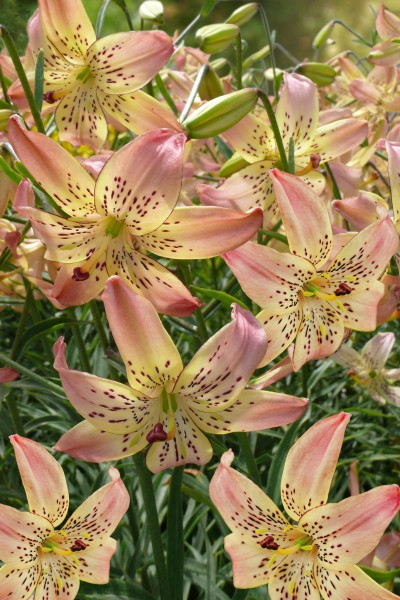 Corsage 5 lilly bulbs