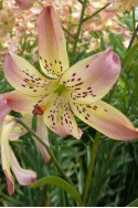 lily bulb Corsage