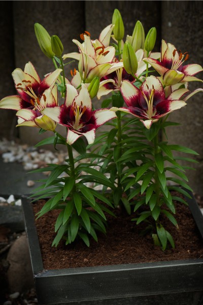 lily bulb Curitiba