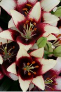 lily bulb Curitiba