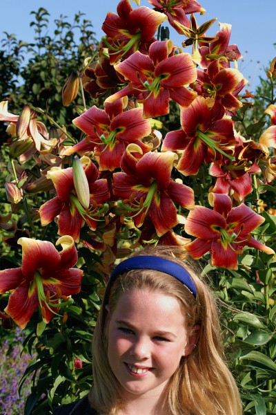lily bulb Debby