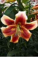 lily bulb Debby