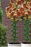 lily bulb Debby