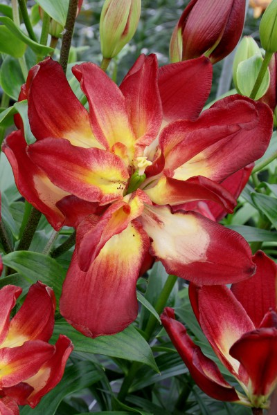 Double Sensation 5 lilly bulbs