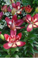 lily bulb Double Sensation