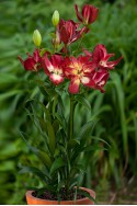 lily bulb Double Sensation