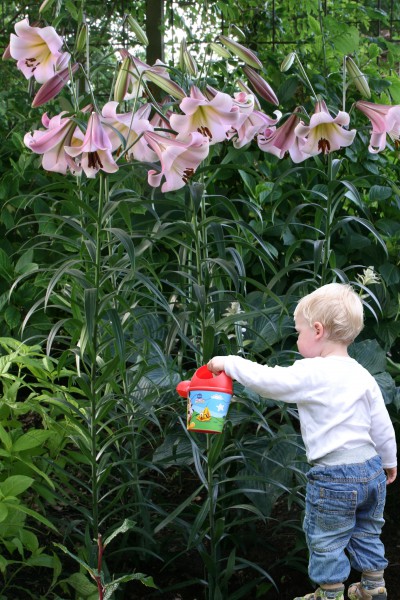 lily bulb Eastern Moon