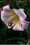 lily bulb Eastern Moon