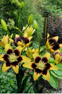 lily bulb Easy Dance